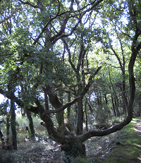 arbre marais de pen en toul